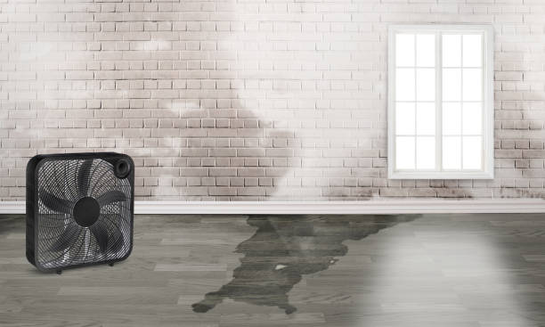 Best 24/7 water damage repair  in Randolph, WI